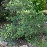 Wavyleaf Oak